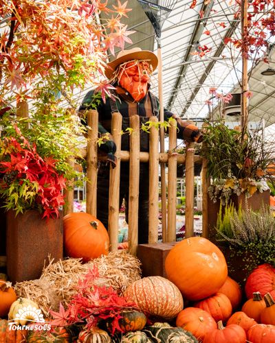 Potirons et coloquintes décorent un jardin d'automne avec un épouvantail.